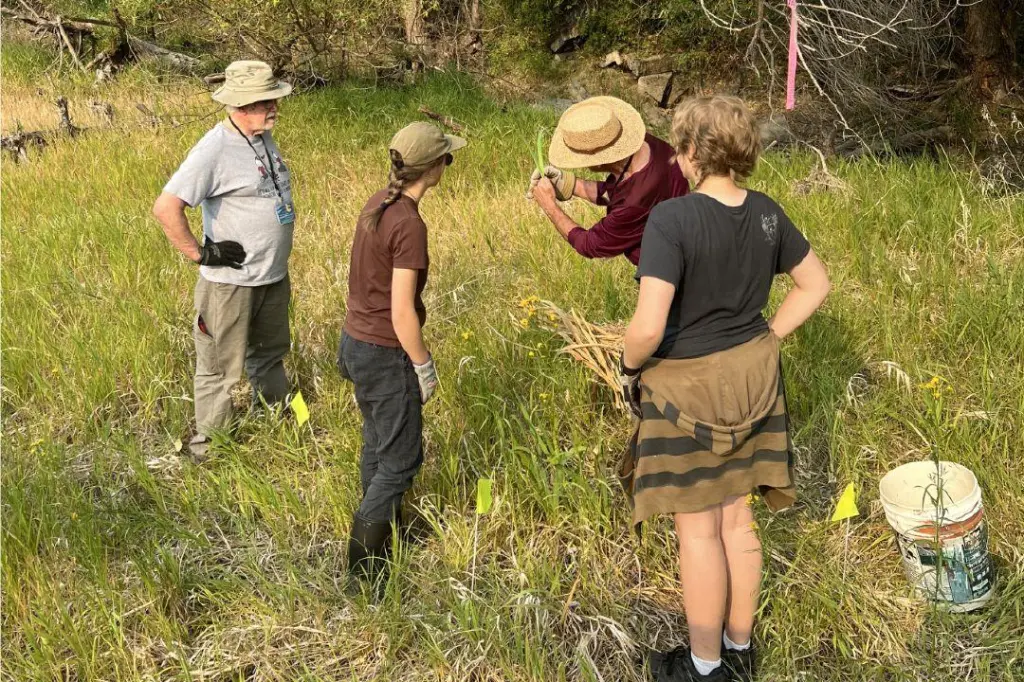 Caring for Vernon Creek: Environmentalists tackle invasive irises in Polson Park