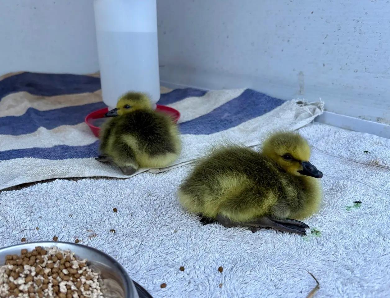Disturbing Kelowna incident involving goslings prompts calls for enforcement action