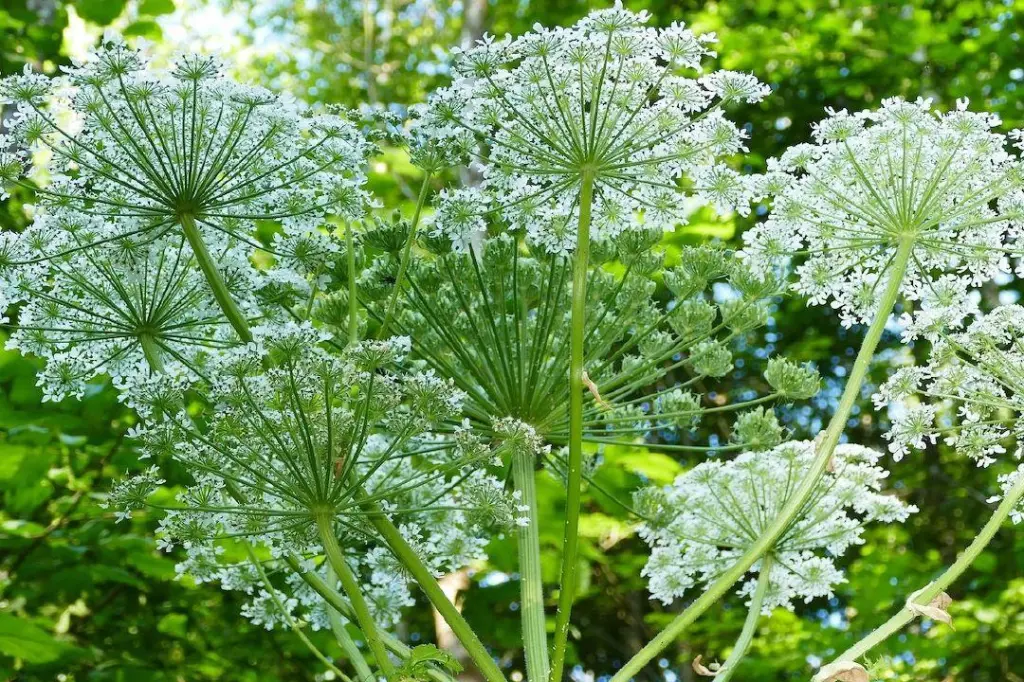 West Kelowna fighting toxic weeds with new bylaw