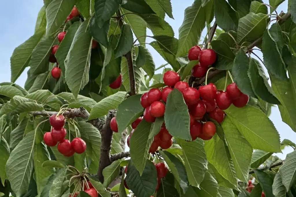Summerland fruit packers suing Keremeos orchard over unpaid invoices